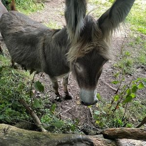 Meet your Posher, Isabelle